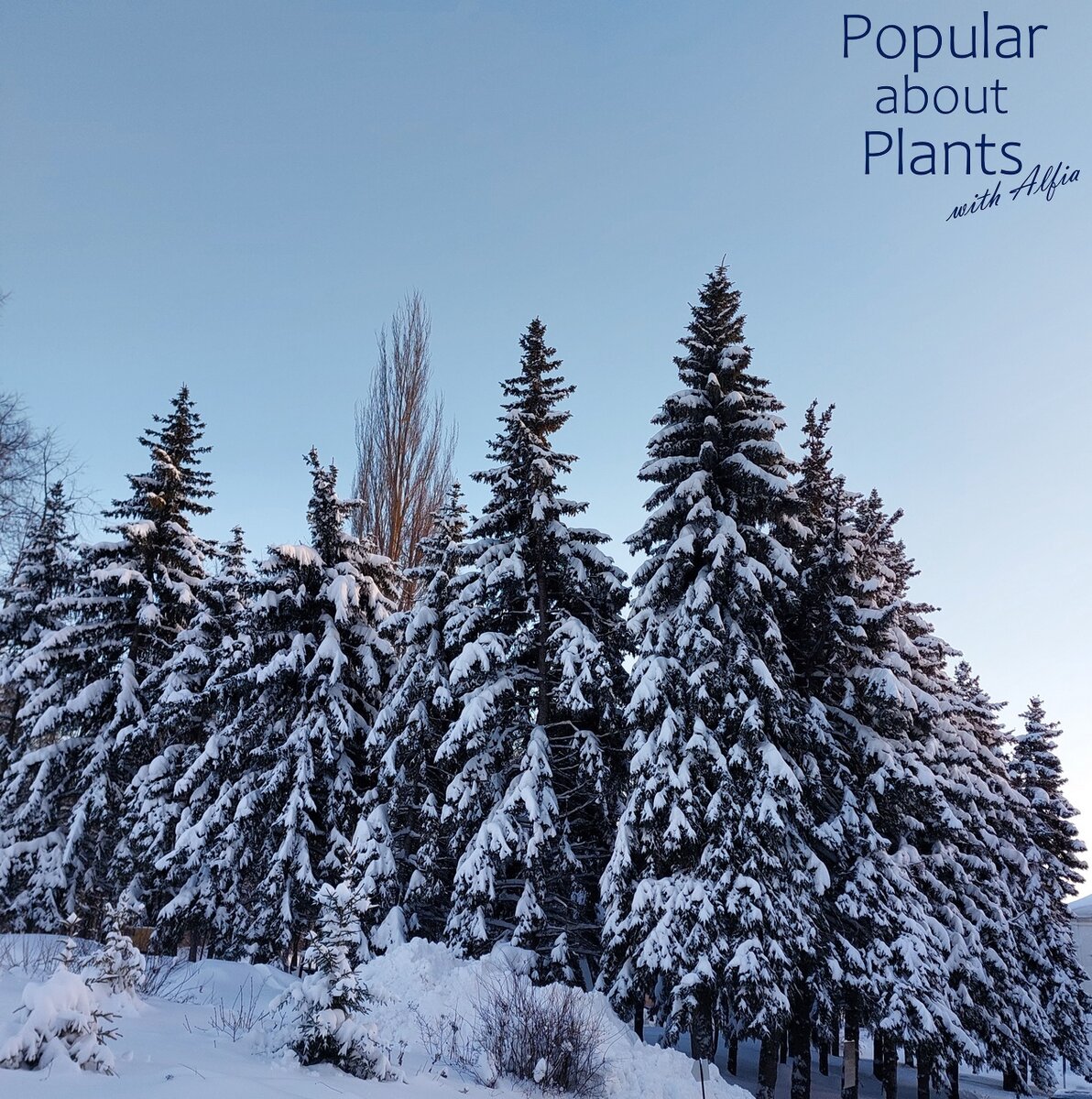 Ели Воскресенского Новоиерусалимского монастыря, Казань, 2024 год