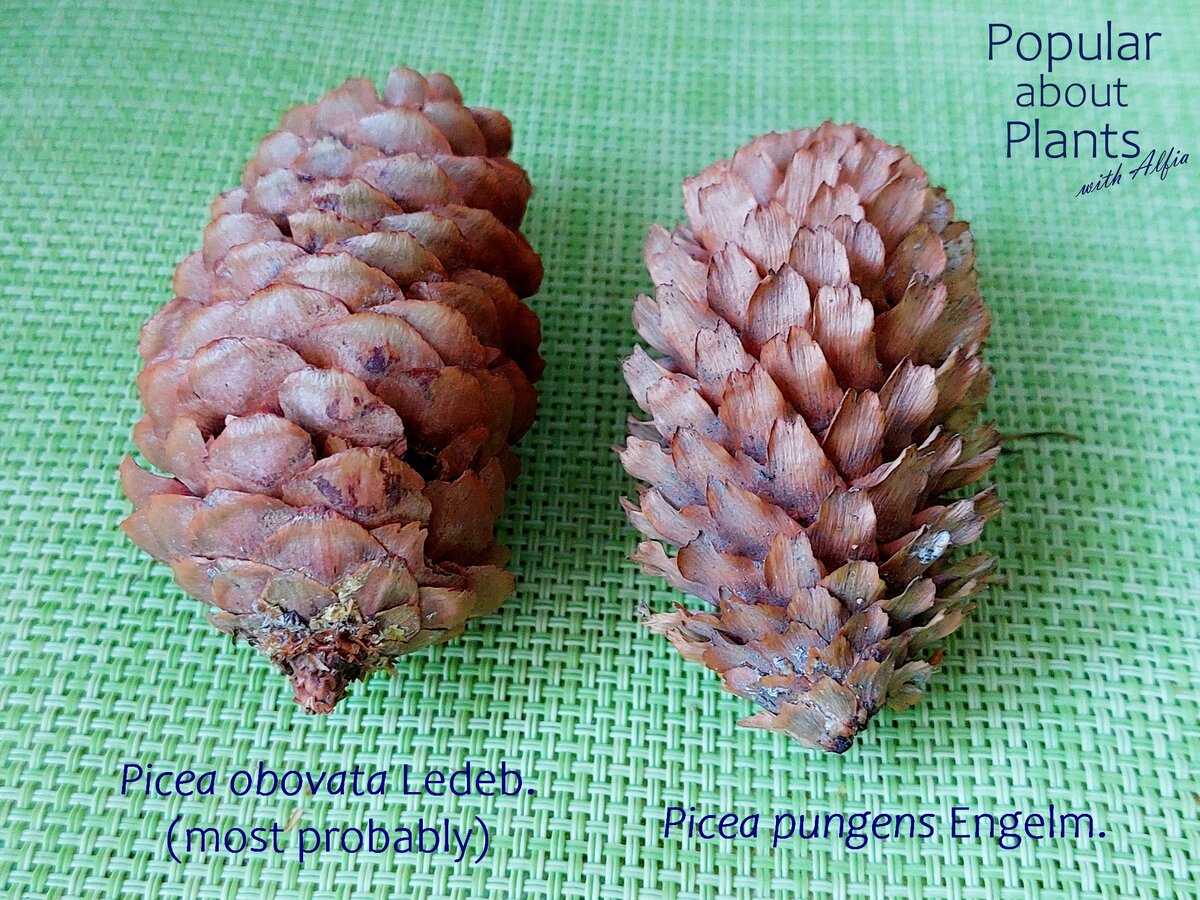 Pinus ponderosa dougl шишки. ель канадская шишки. ель обыкновенная европейская шишки. сосна калабрийская шишки. ель, шишки, семена.