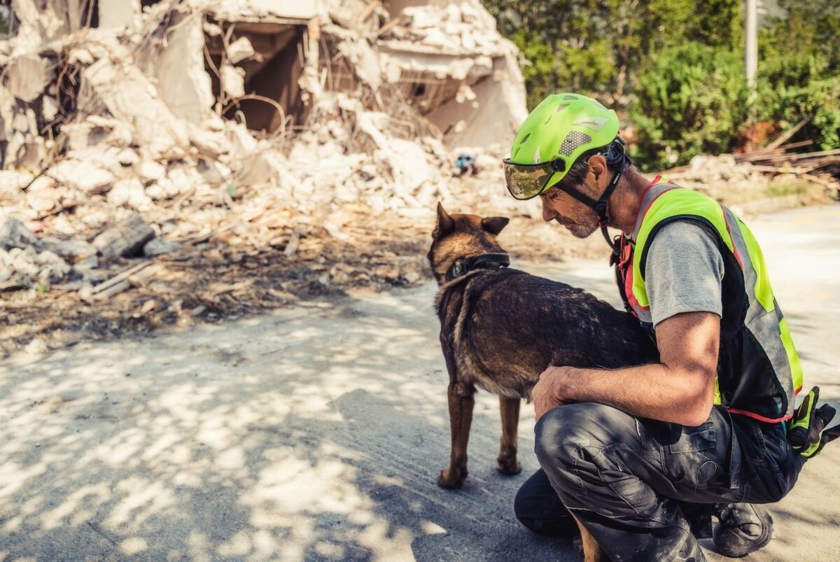 Получается, когда один называет другого «собакой», это не такое уж большое оскорбление
