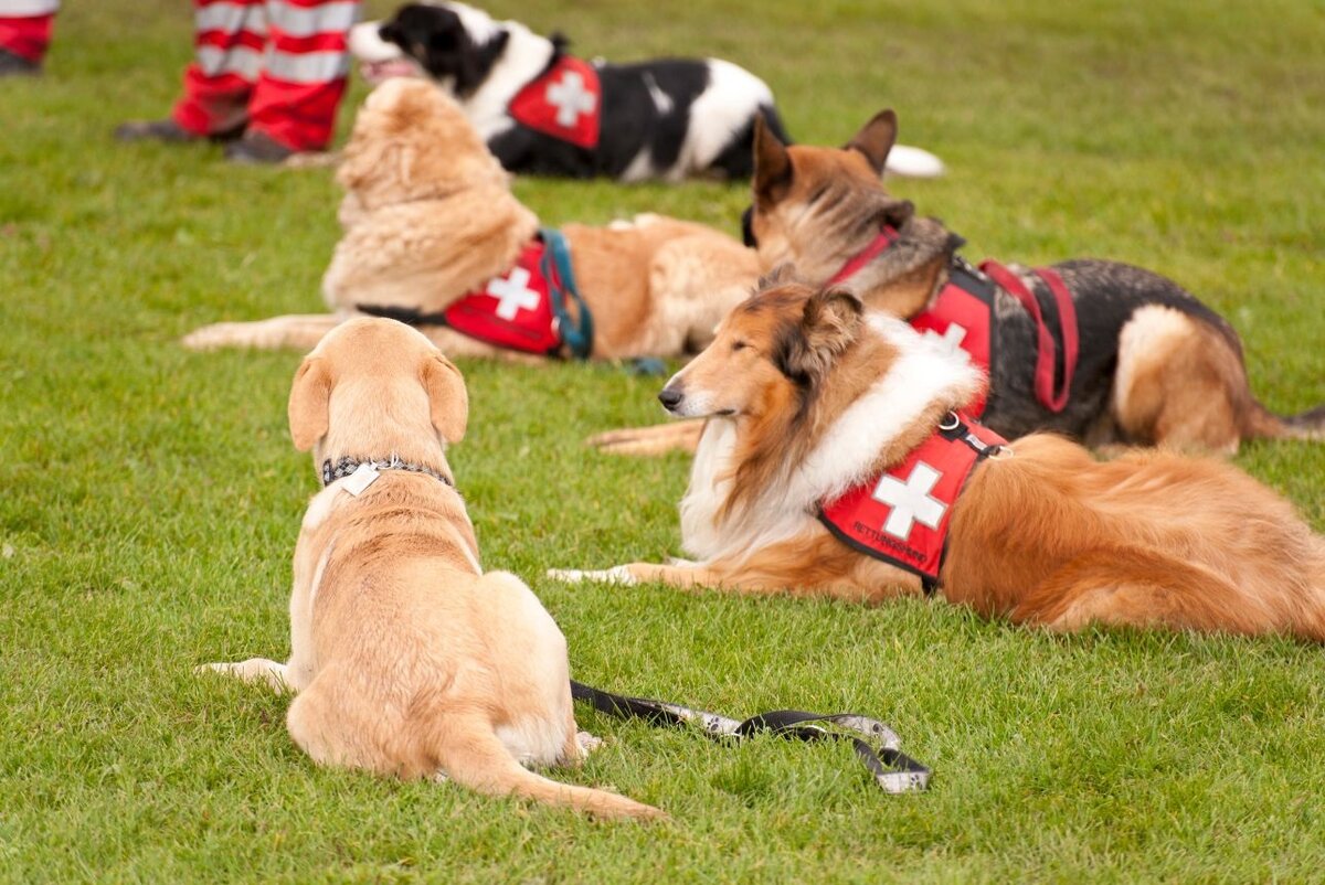 В собаке сосредоточено все лучшее, что только может быть в человеке