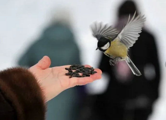 Народные приметы о воробьях. Весна красна да голодна осень. Дом для птичек. Приметы птицы воробьи. Приметы про птиц.