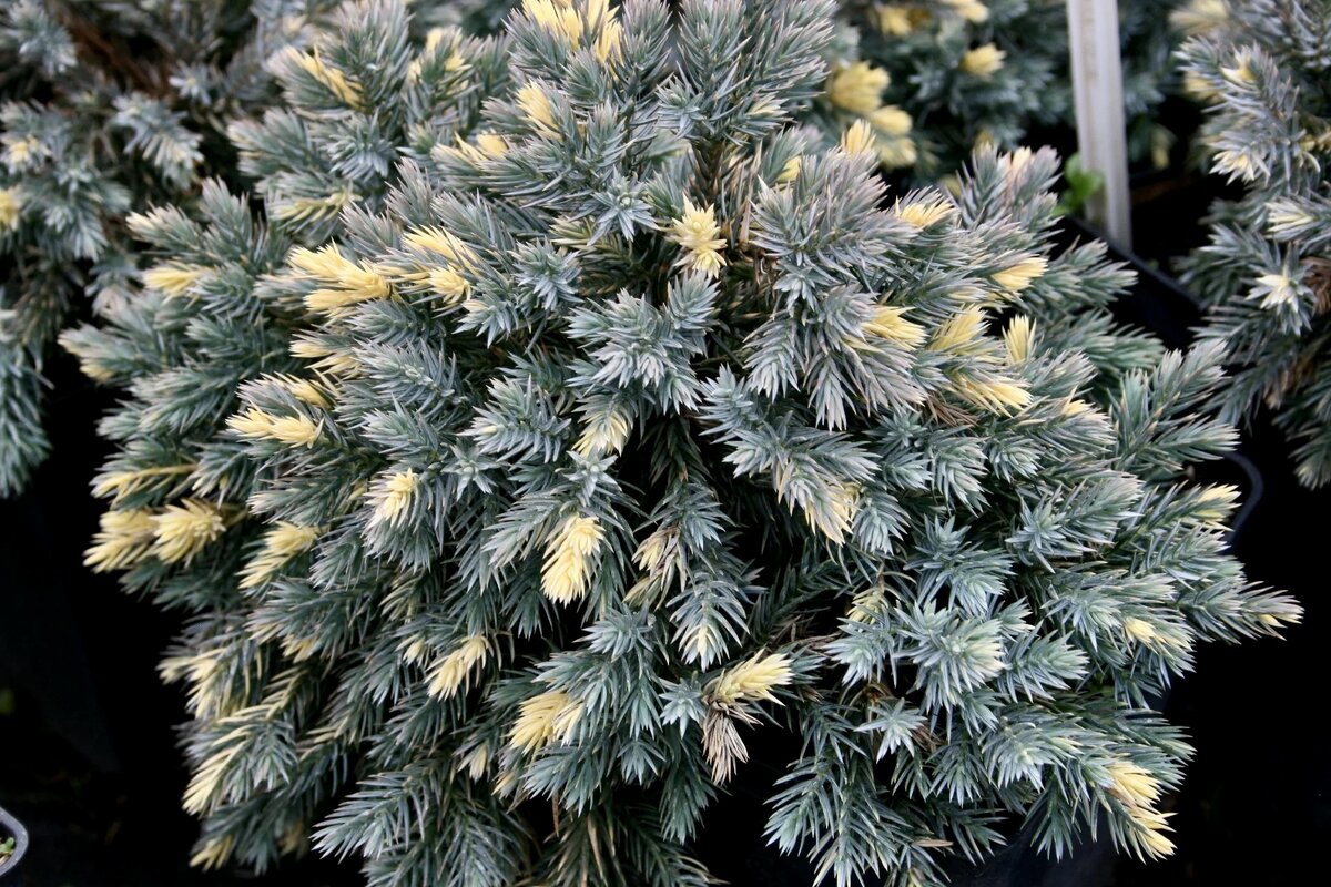 Ель это вечнозеленое хвойное. Хвойное растение туя. Чем можно объяснить вечнозеленость хвойных растений. Вечнозеленые деревья ель сосна. Чем можно объяснить вечнозеленость хвойных растений.