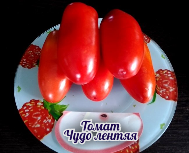 Томаты сорт чудо лентяя отзывы фото Томат ЧУДО Товар на картинке можно купить.