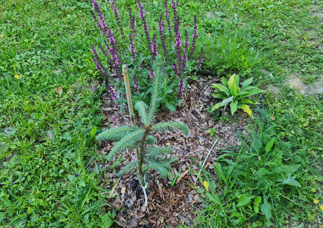 Берег реки томь кемерово. Животные кемеровской области. Эрантис весенник. Эрантис весенник. Растения томи.