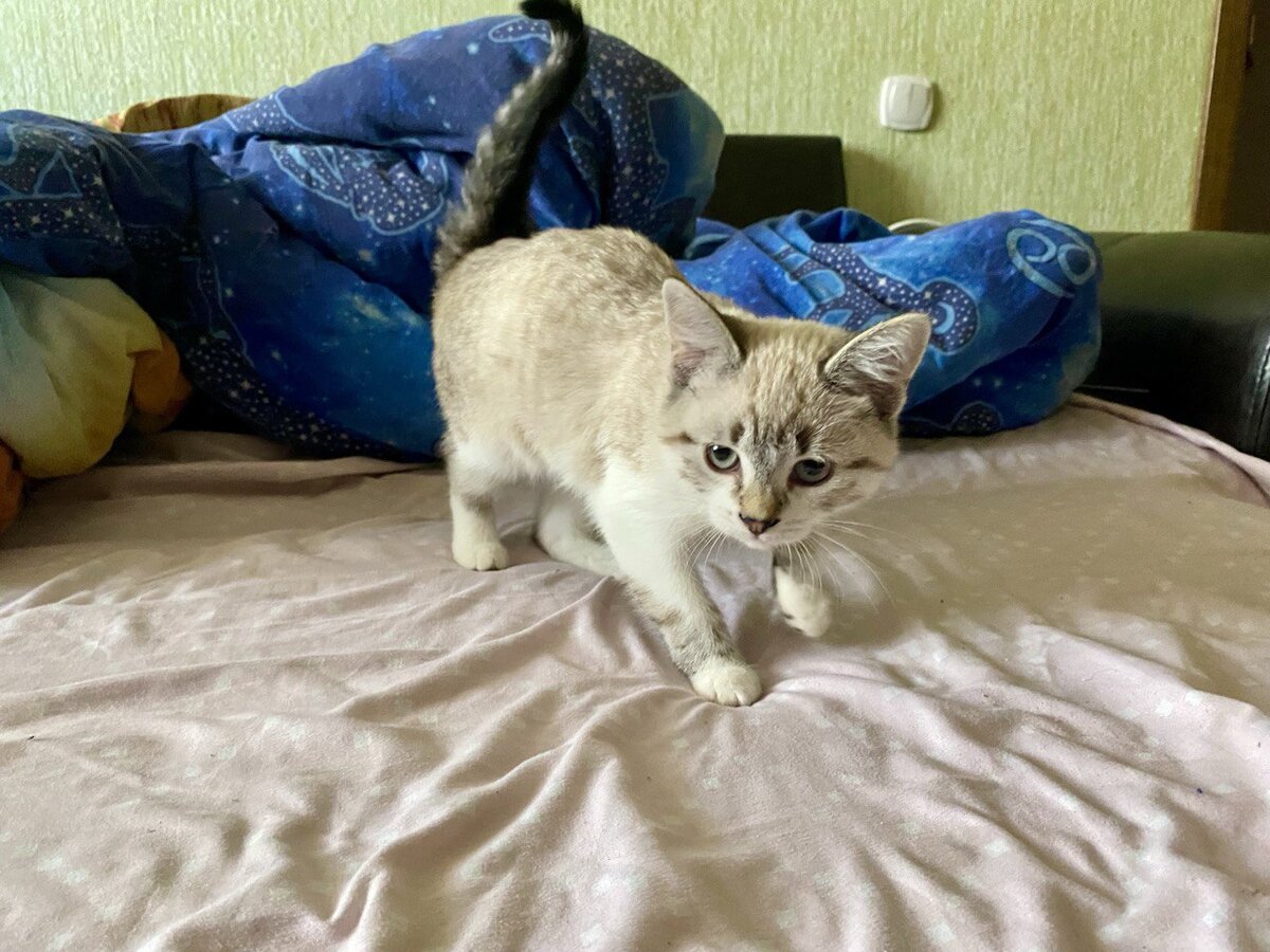 Как приручить котенка с улицы