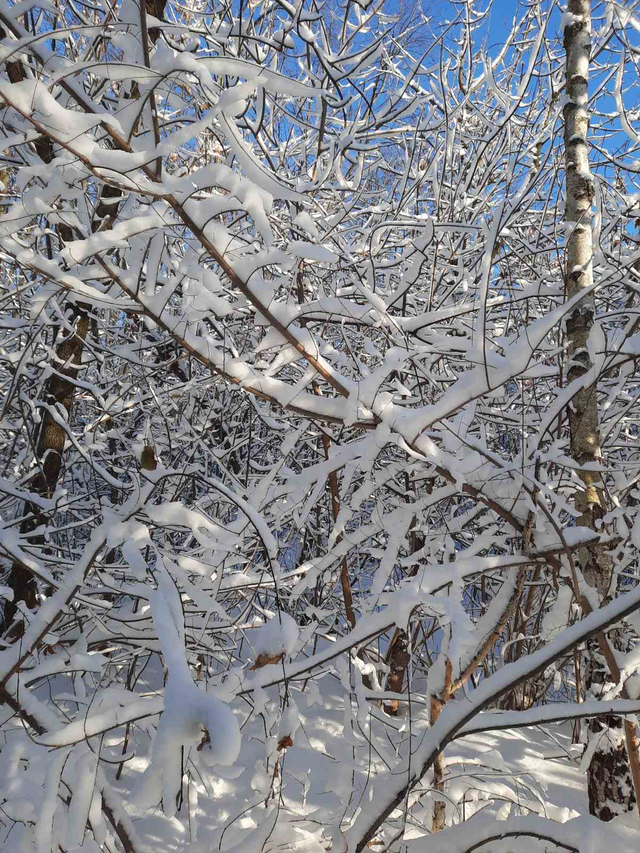 стихи про зиму. стихи про зиму не из стихотворения. стих ф тютчев чародейкою зимою. стихи про зиму короткие. зимние стихи.