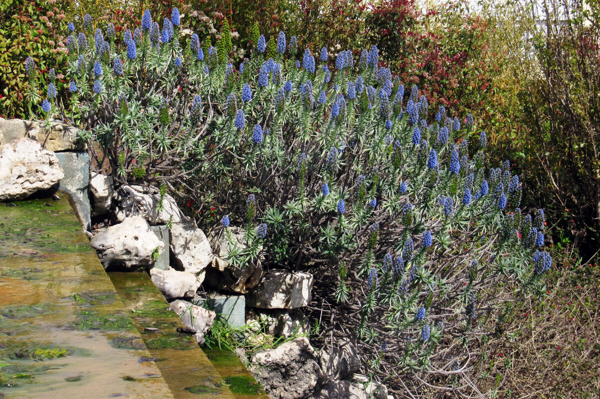 Синяк белеющий (по-португальски orgulho-da-madeira — «гордость Мадейры») возле грота Камоэнса. Фото Татьяны Карпеченко