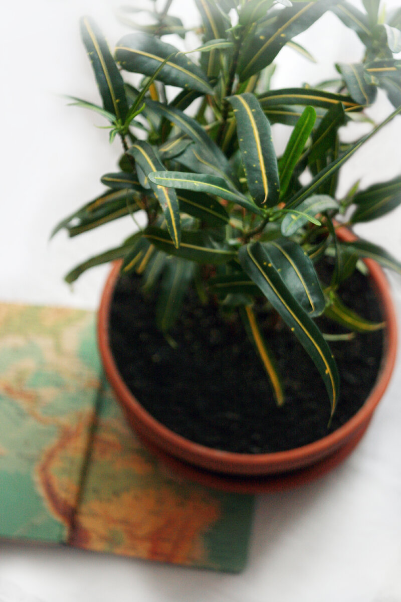 Кодиеум пестрый, сорт 'Banana'. По-португальски это растение называется brasileirinho («маленький бразилец»). Фото Татьяны Карпеченко