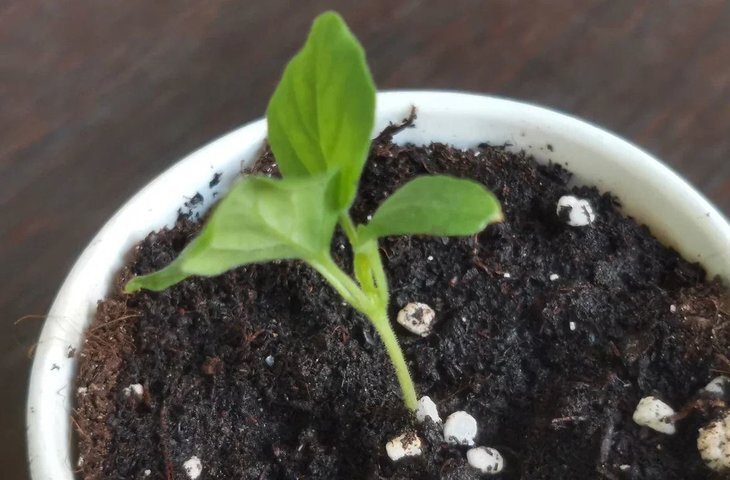    Баклажаны на рассаду и 3 ошибки огородника