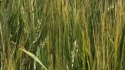 Фио дата подпись. Дата подпись в документах образец. Подписаны в дату. Подписи в документах примеры. Подпись документов.