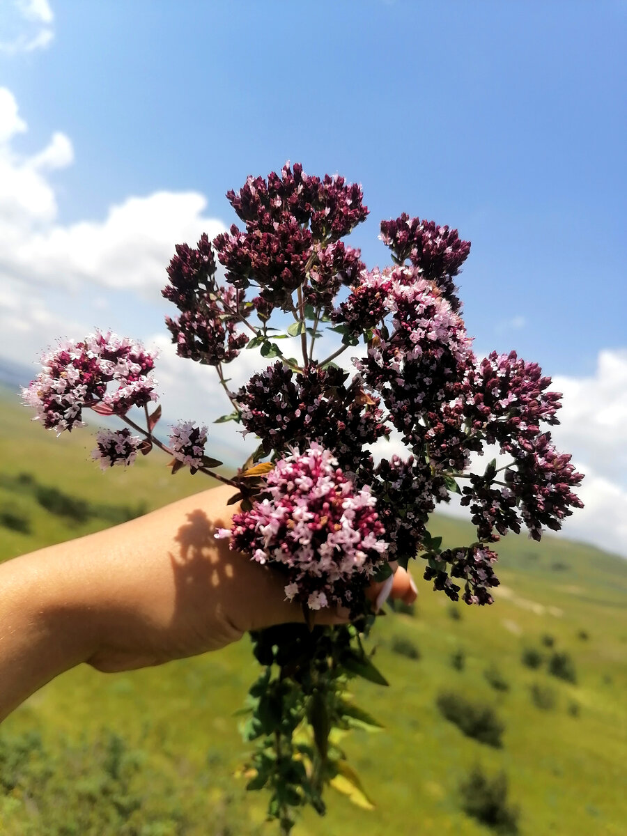 Душица. Ну что за красота ? 