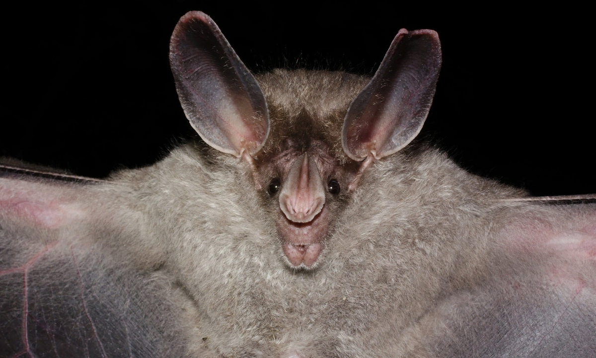 Австралийский ложный вампир. Ложный вампир летучая мышь. Fdcnhfkbqcrbq KJ;ysq dfvgbhложный вампир. Желтокрылый ложный вампир.