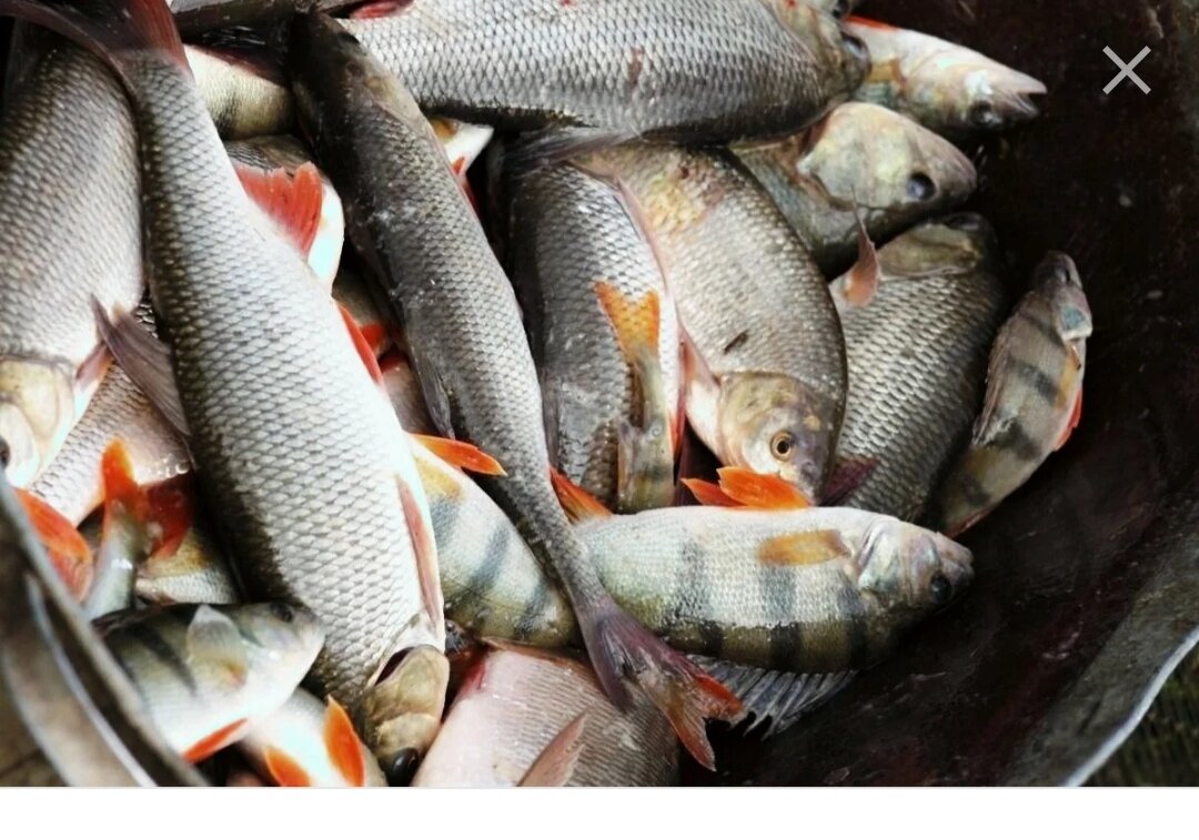 Замороженная и охлажденная рыба. Рыба с нерестовыми изменениями. Рыбы семейства карповых описторхоз. Красноперый окунь. Заболевания аквариумных рыбок.