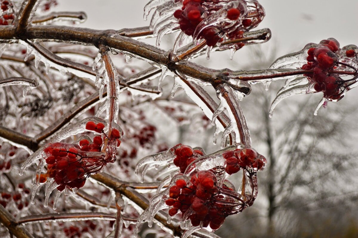 Дерево после ледяного дождя. Источник: https://vsegda-pomnim.com/uploads/posts/2022-04/1649559789_13-vsegda-pomnim-com-p-derevya-posle-ledyanogo-dozhdya-foto-14.jpg