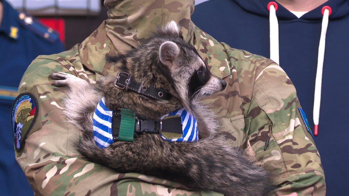    Юбилейный кубок ВДВ по самбо посетил енот Херсон