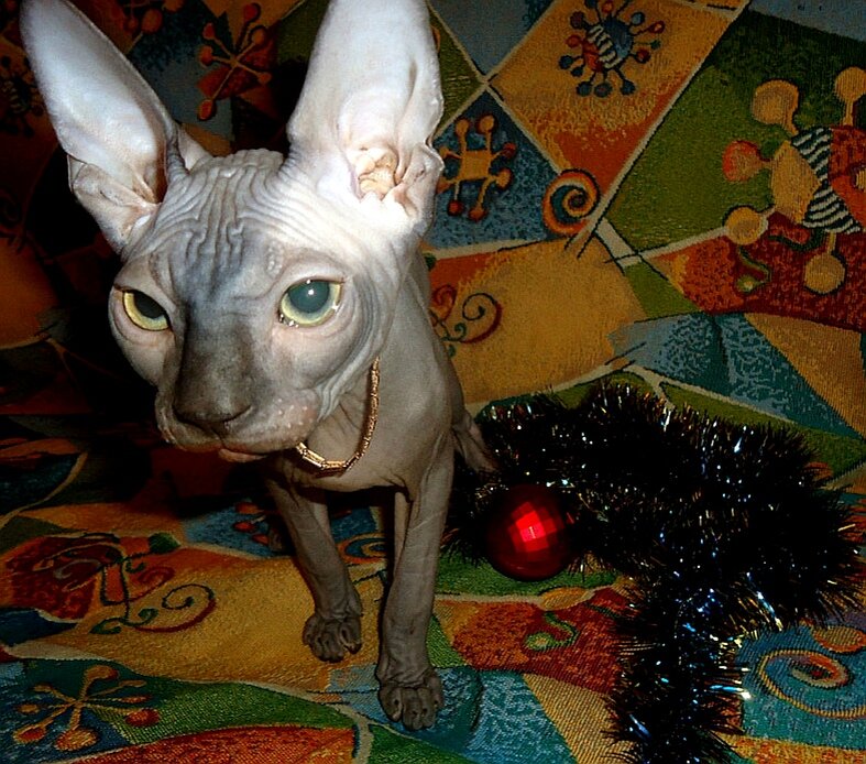 Наш лысик кожаный