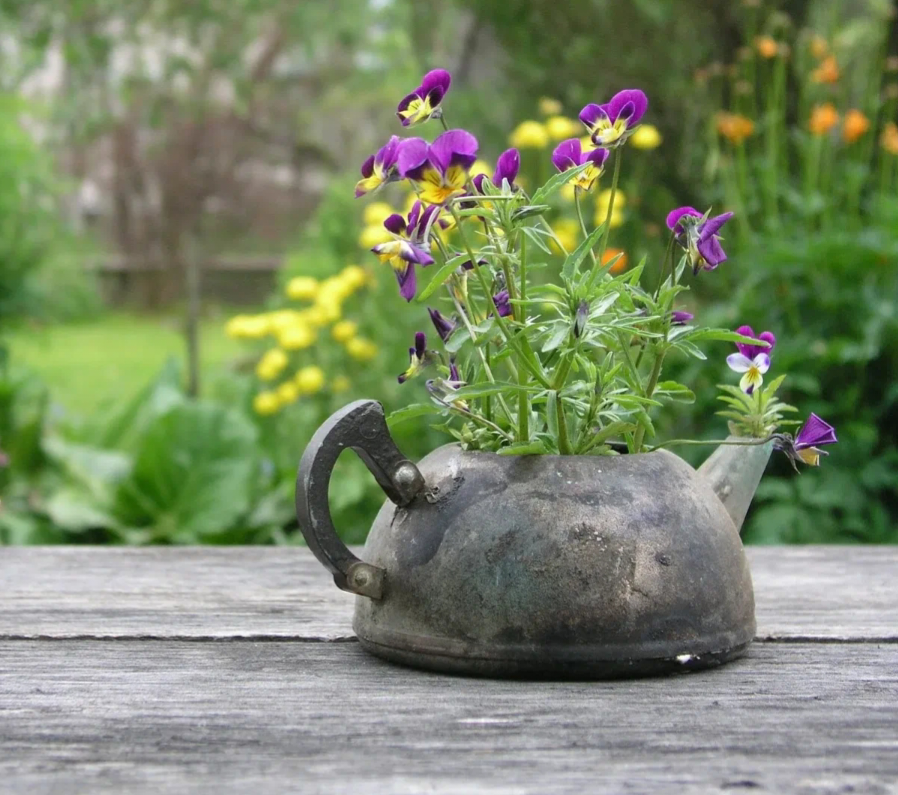 Фото: ogorodniku.com