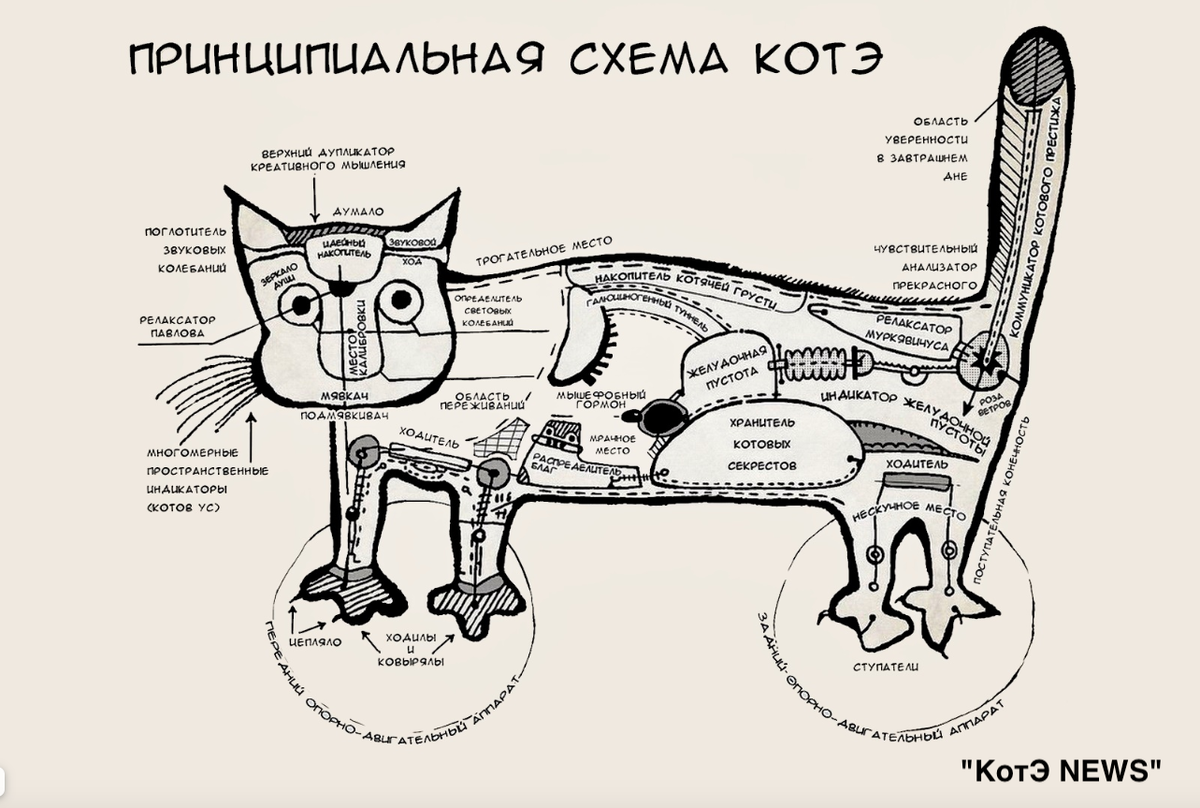 Топот котов