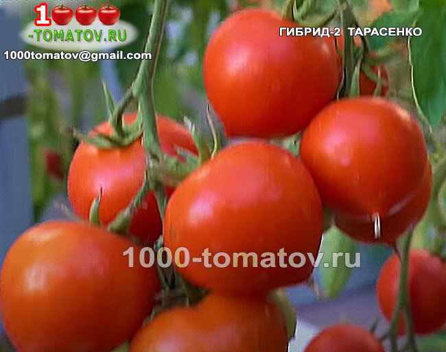 Томат Гибрид-2 Тарасенко фото 1