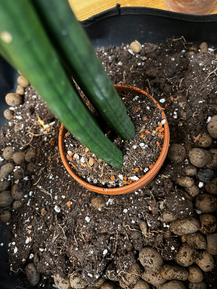 сансевьера трехполосая. сансевиерия щучий хвост. сансевиерия ханни зеленая. похож на сансевиерию. сансевиерия ханни щучий хвост.