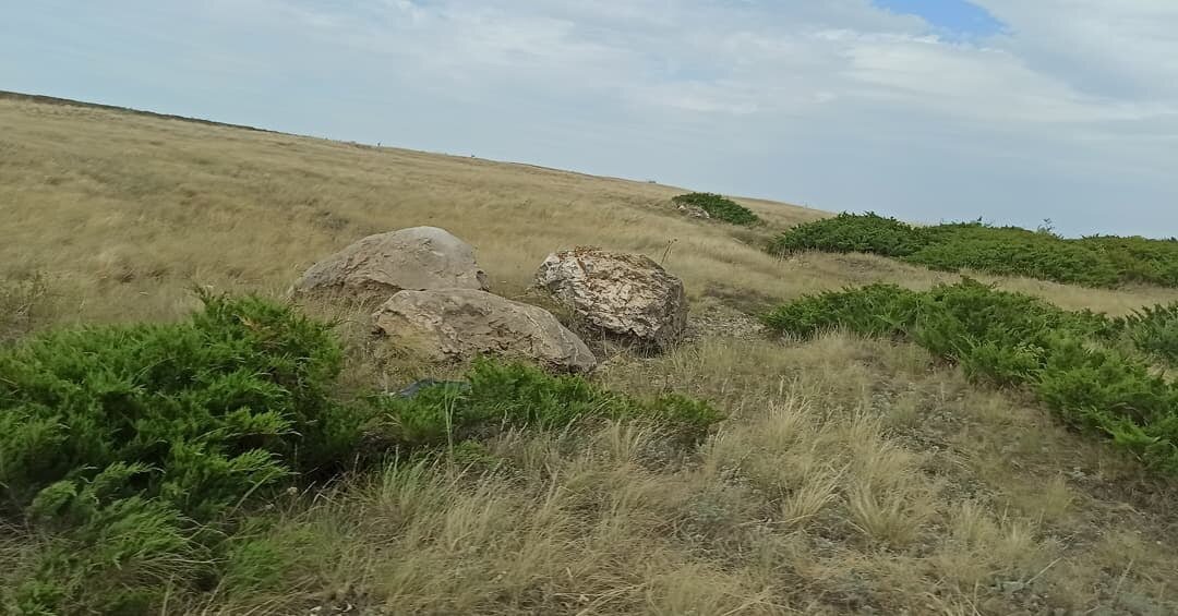 Можжевельник обыкновенный 