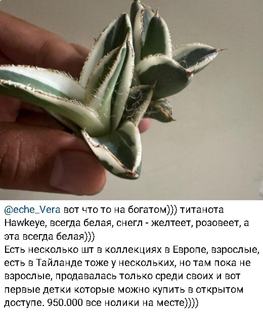 Обитатели и растения море. Ландыш майский (convallaria majalis). Описание ландыша краткое. Венерин башмачок цветок описание. Венерин башмачок красная книга кемеровской области.