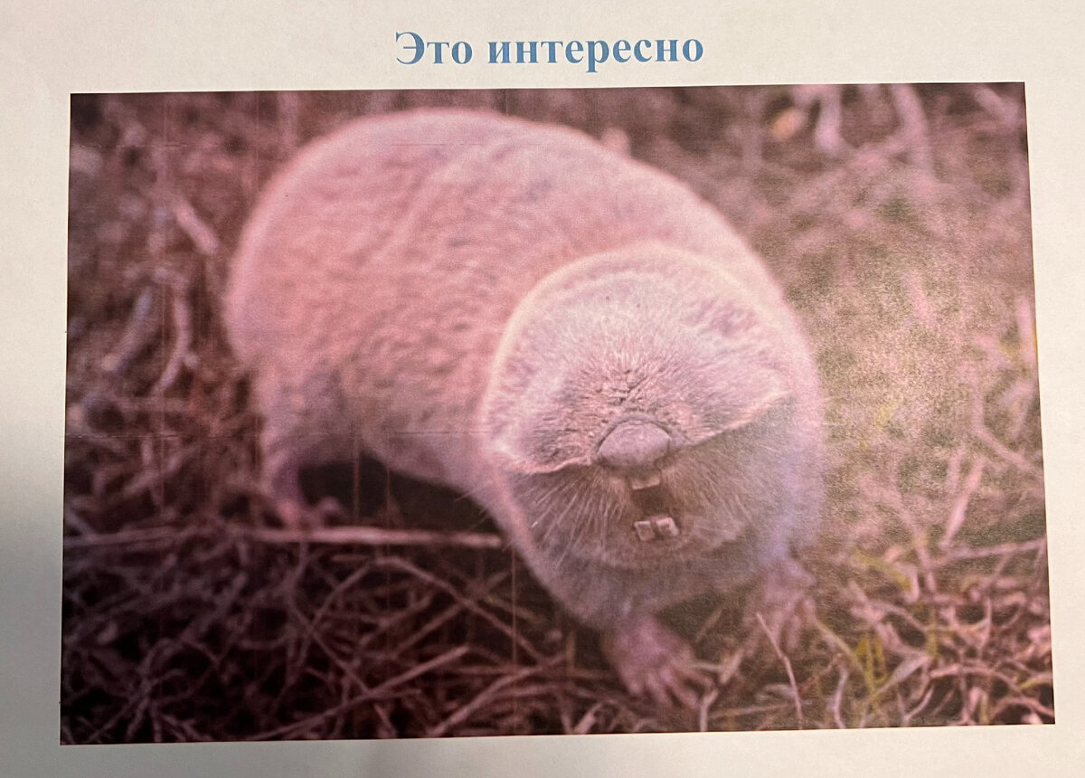 Окружающее выступать. Ресурсы проекта по экологии. Экологическая агитбригада. Признание. Окружающее выступать.