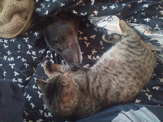 Всем привет сегодня я хотела. Мемы про котов джонни кэтсвилл. Джонни кэтсвилл. Джонни кэтсвилл приколы. Джонни кэтсвилл.