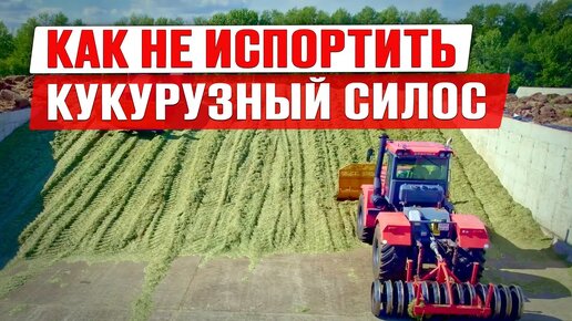 Download Video: Силос 2024 | Уборка кукурузы на силос | Настройка комбайна | Заготовка силоса | Заготовка кормов