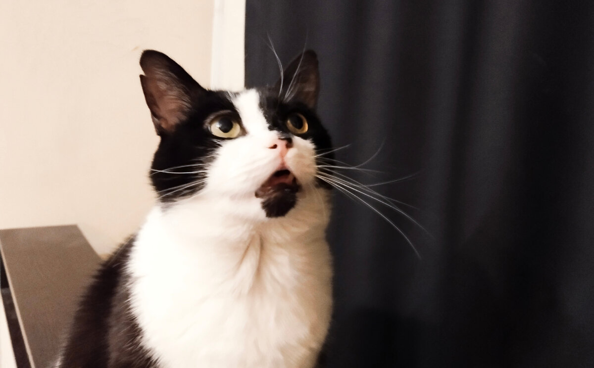 И коты раньше тоже на одних мышах сидели, представляете?