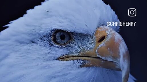 символ свободы орел. орел царь птиц. царь птица. клюв орла. орел царь птиц.