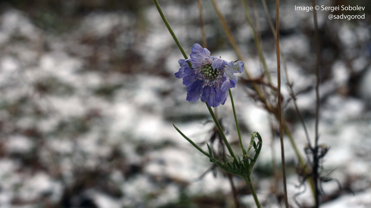 Скабиоза кавказская 'Kompliment'.