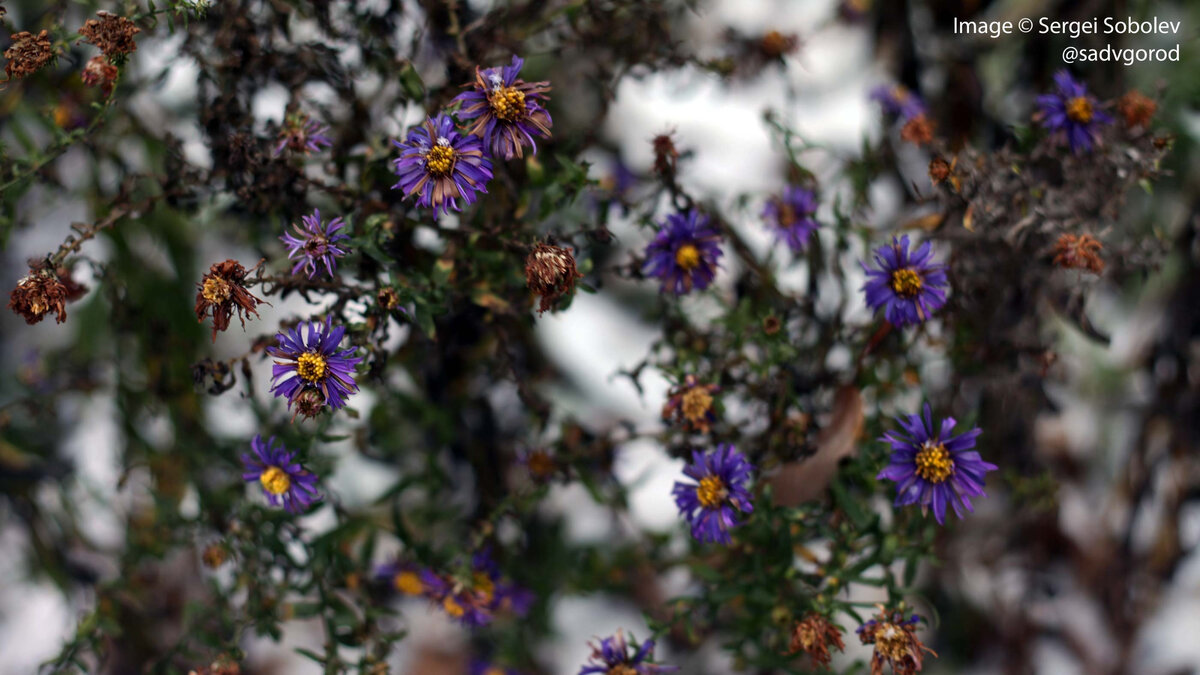 Одна из многолетних астр.