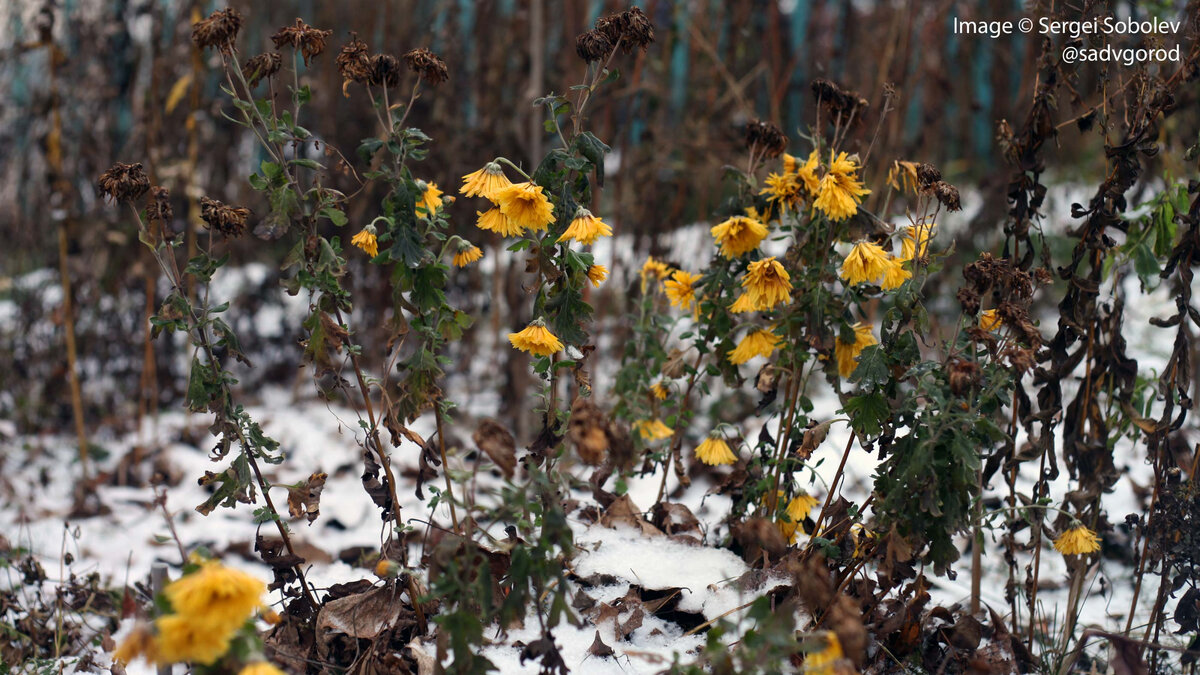 Супер-ранняя жёлтая хризантема, зацветшая повторно после сентябрьской обрезки.