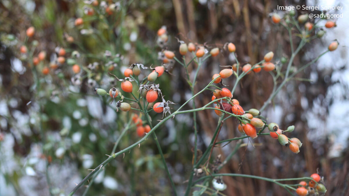 Созревший шиповник на какой-то сортовой розе.