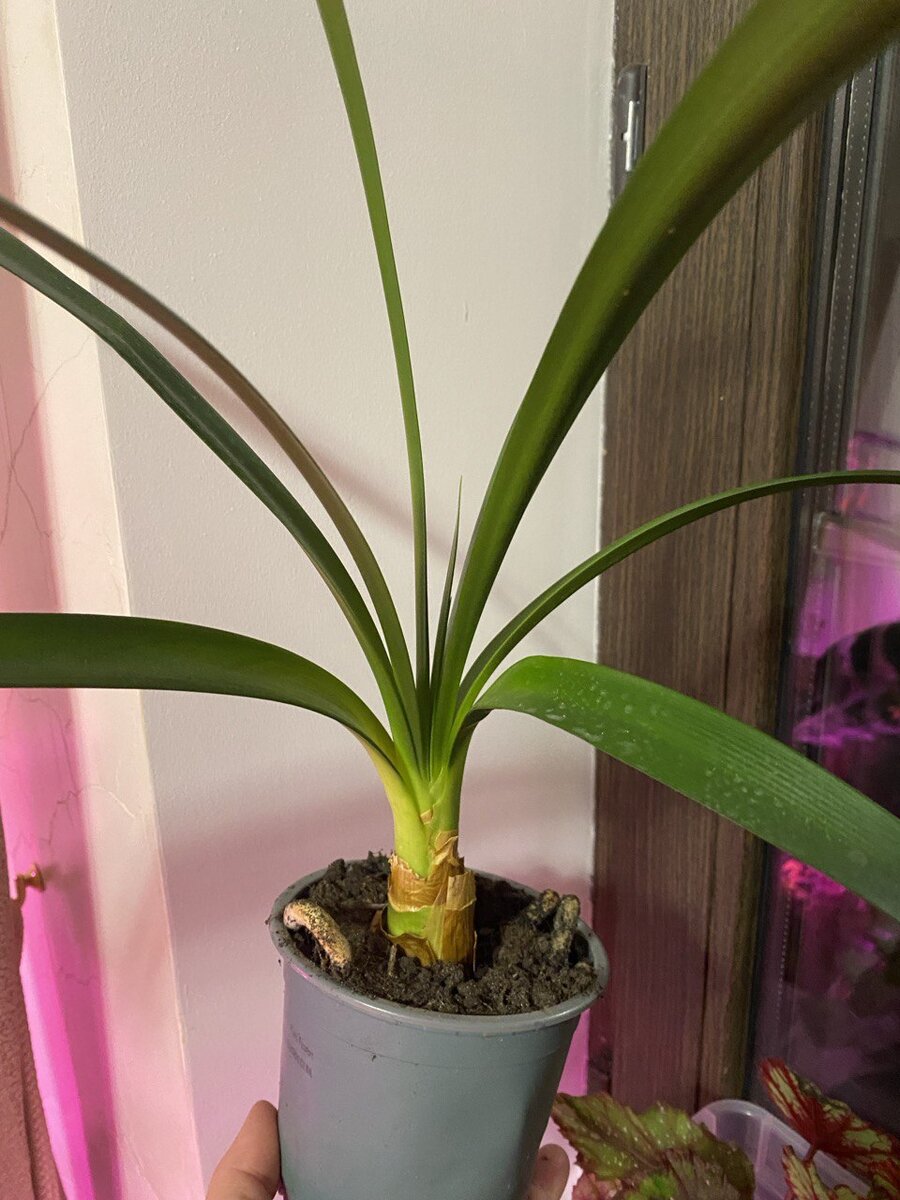 Кливия, фото автора