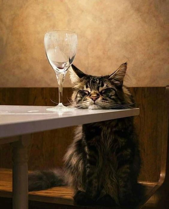 Мы не пьем и вам не советуем) 