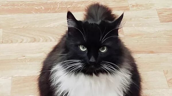 Котик по имени Маркиз