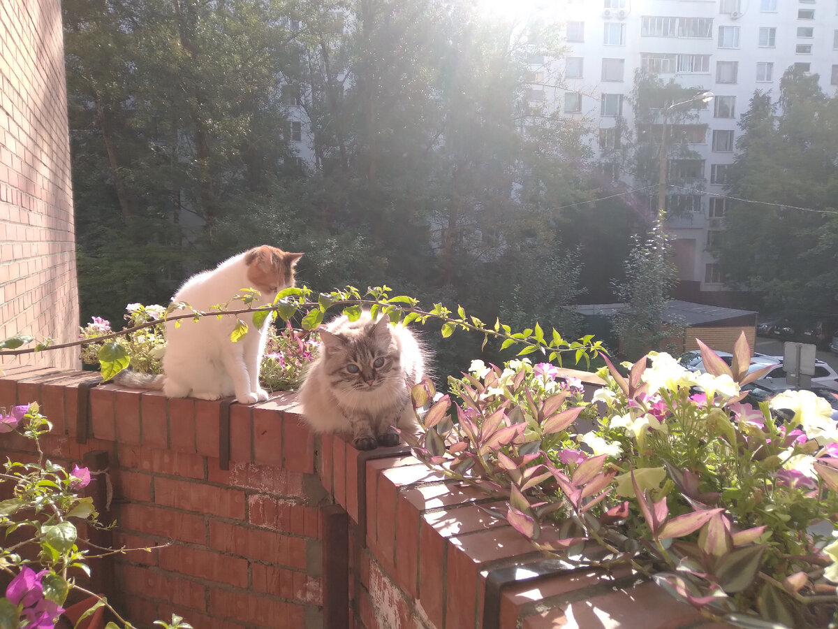 Открытый балкон - отличное место для прогулок, когда из дома выходить трудно.