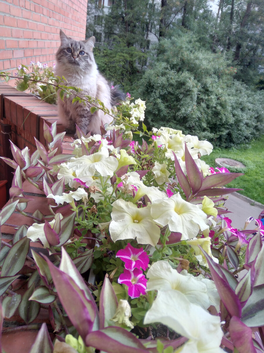 Кошка Муся и летние цветы - красота!