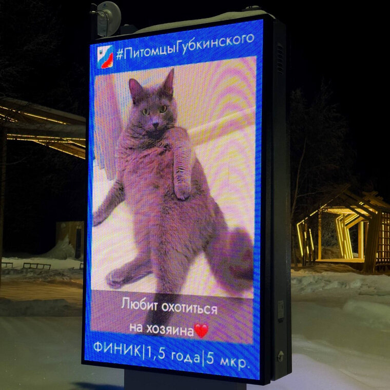 губкинский приют для животных. приют для животных тарко-сале. собаки в приюте в губкинском. губкин приют для кошек. ямало ненецкий автономный округ собачий приют.