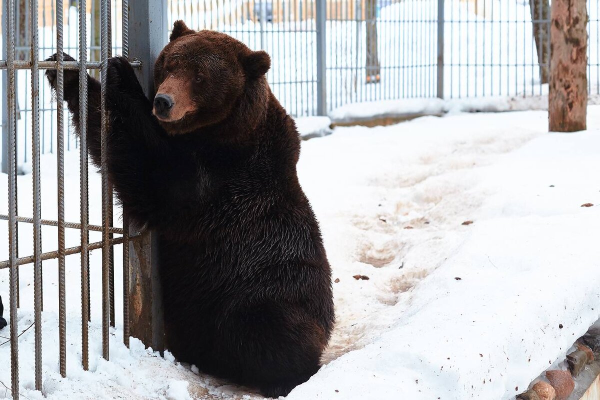 Медведь Федя в мини-зоопарке экоотеля "Романов лес".