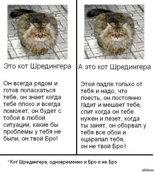 Как выглядит кот шредингера