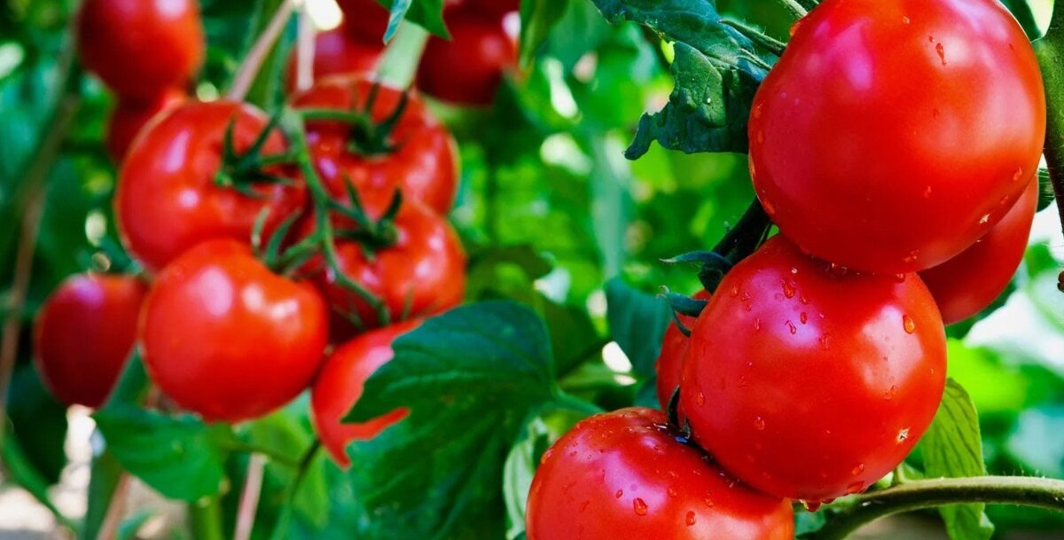 Крупноплодные томаты для теплицы. Лучшие ранние сорта. Яблоня летняя коваленковское. Яблоня сорт коричное полосатое. Сорт яблони коричневая полосатая.