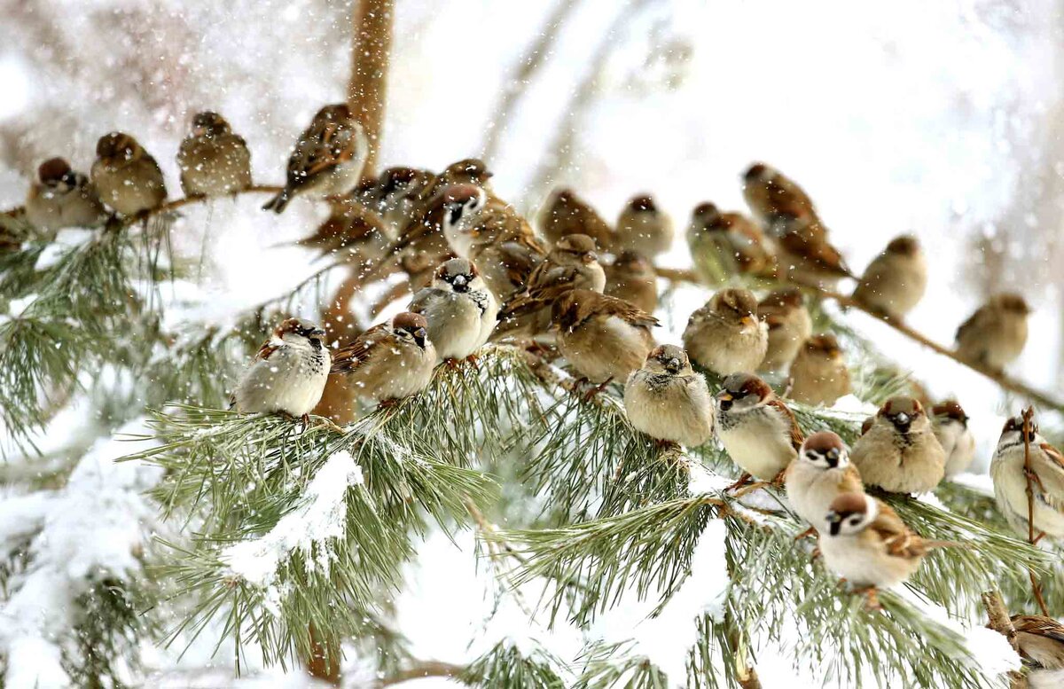 Изображение из открытых источников