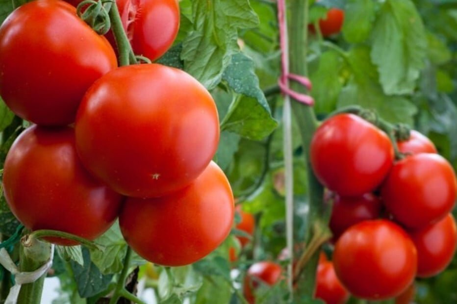 благоприятные дни для рассады. семена помидор на рассаду. календарь посадок семян помидор на рассаду. лунный календарь для рассады помидор. помидоры в огороде.