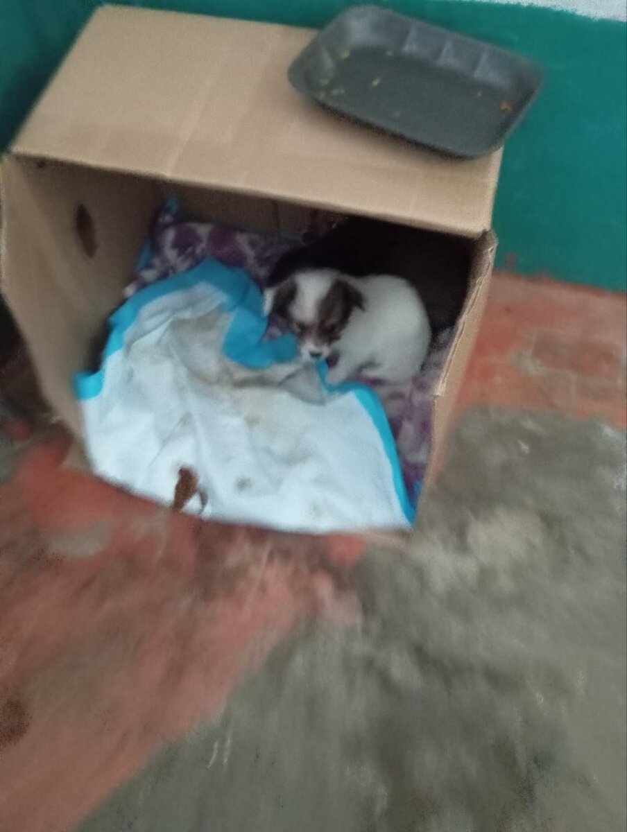 Фото из подьезда. Там холодно как на улице и их жизнь в опастности.