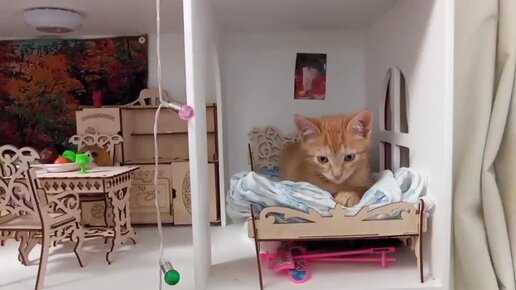 Коты видят видео. Кошка и птица в телевизоре. Котик и телевизор. Видели видео кот. Видели.