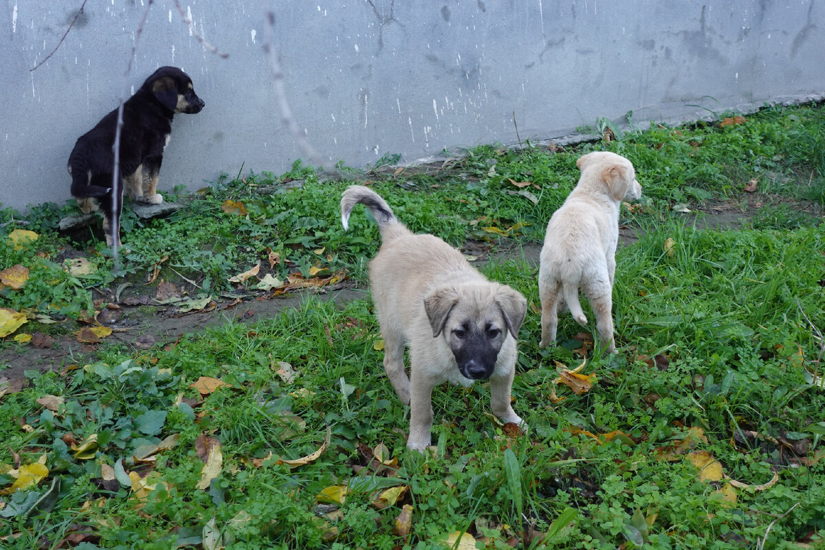щенок с цветами. красивые собаки. золотистый ретривер щенок. померанский пуппи. 4 щенят.