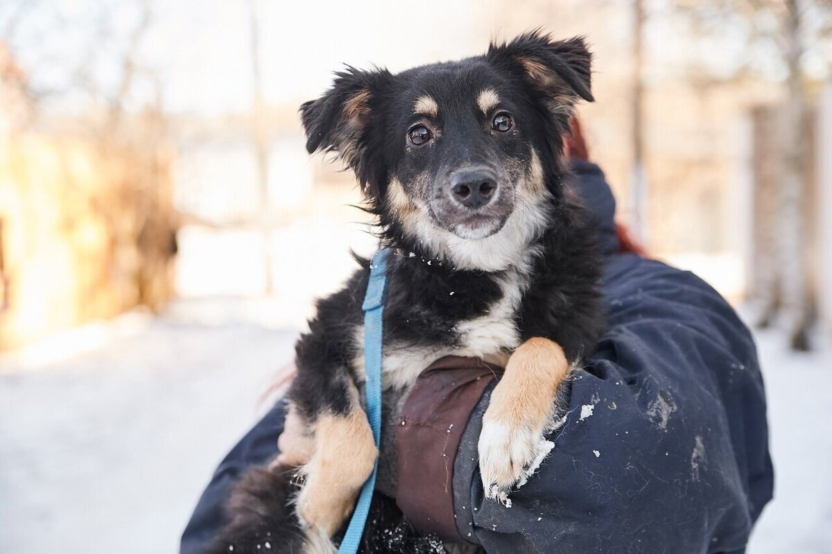 щенки джек рассел терьера новорожденные. щенок спит. две собаки. маленькие собачки дворняги. щеночек.